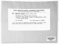 Epichloe typhina image
